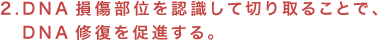 2.DNA�������ʂ�F�����Đ؂��邱�ƂŁADNA�C���𑣐i����B