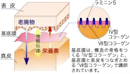 ��ꖌ�́A�\���̍��i������u�W�^�R���[�Q���v�ƁA��ꖌ�ƕ\����Ȃ��Ƃ߂�u���~�j��5�v�A��ꖌ�Ɛ^����Ȃ��Ƃ߂�u�Z�^�R���[�Q���v�ō\������Ă��܂��B